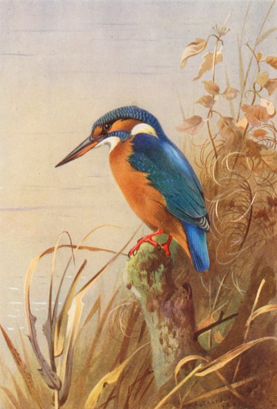Kingfisher (litografía en color) de Archibald Thorburn