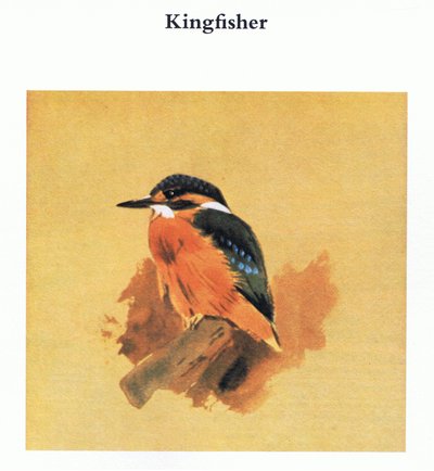 Martín Pescador, pub. por Book Club Associates, 1972 de Archibald Thorburn