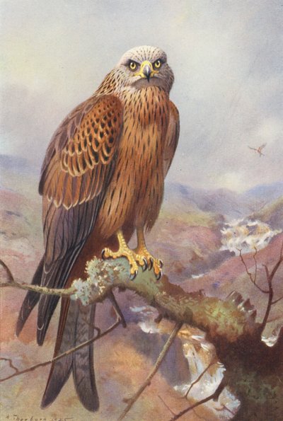 Cometa (litografía en color) de Archibald Thorburn