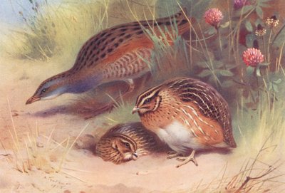 Land-Rail, Codorniz (macho y hembra) (litografía en color) de Archibald Thorburn