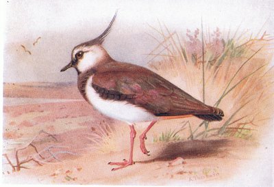 Avefría, de Aves de las Islas Británicas y sus Huevos publicado por Frederick Warne & Co Ltd, 1958 de Archibald Thorburn