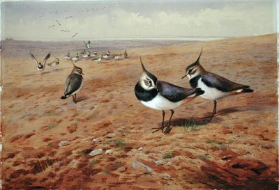 Avefrías en el Arado de Archibald Thorburn