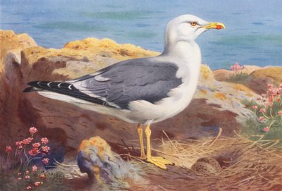 Gaviota cabecinegra (litografía en color) de Archibald Thorburn
