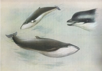 Rorcual menor y rorcual de Rudolph, de los mamíferos de Thorburn publicado por Longmans and Co, c. 1920 de Archibald Thorburn