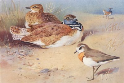 Sisón común (macho y hembra), chorlitejo caspio (litografía en color) de Archibald Thorburn
