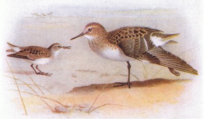 Correlimos Menudo, de Aves de las Islas Británicas y Sus Huevos publicado por Frederick Warne & Co Ltd, 1958 de Archibald Thorburn