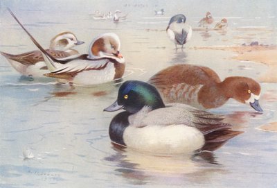 Pato colilargo (macho y hembra), pato silbón (macho y hembra) (litografía en color) de Archibald Thorburn