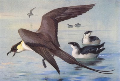 Skua de cola larga, alca común (invierno) (litografía en color) de Archibald Thorburn