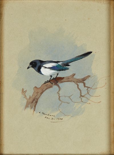 Urraca en una rama de Archibald Thorburn