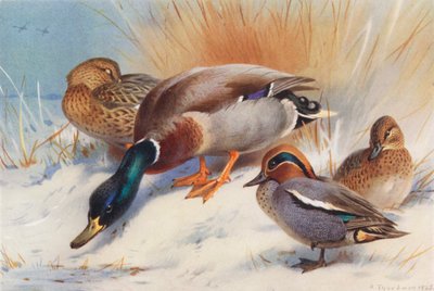 Ánade azulón (macho y hembra), Cerceta común (macho y hembra) (litografía en color) de Archibald Thorburn