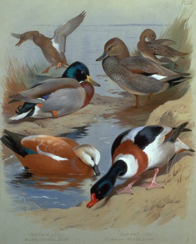 Mallard, Gadwell, Ruddy Shelduck (acuarela) de Archibald Thorburn