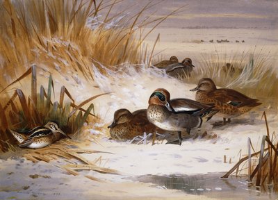 Ánade real, pato silbón y agachadiza en el borde de un estanque en invierno de Archibald Thorburn