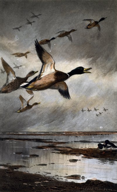Ánades reales en vuelo de Archibald Thorburn