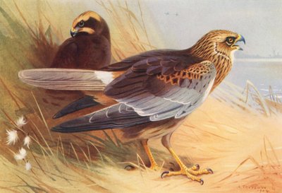 Marsh-Harrier (litografía en color) de Archibald Thorburn