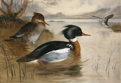 Serretas en Loch Maree de Archibald Thorburn