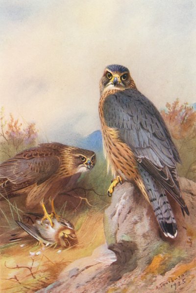 Merlin (litografía en color) de Archibald Thorburn