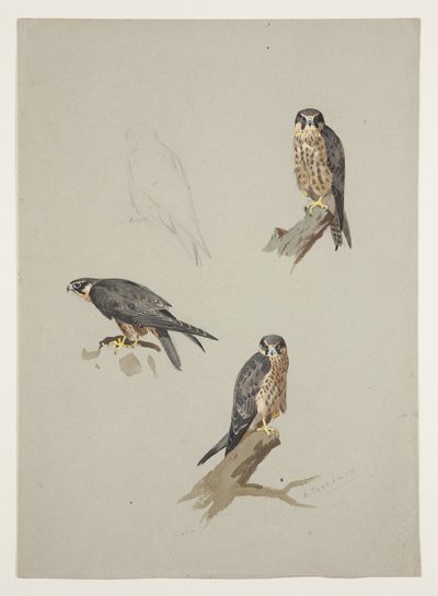 Merlín macho, c.1915 de Archibald Thorburn