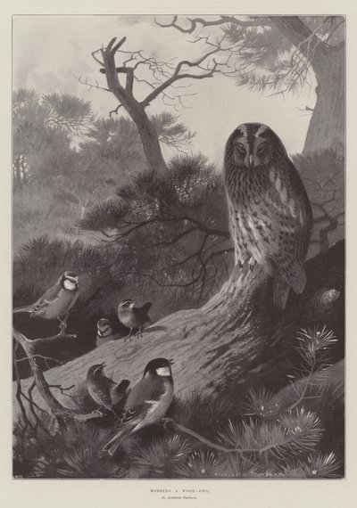 Acosando a un búho de madera de Archibald Thorburn