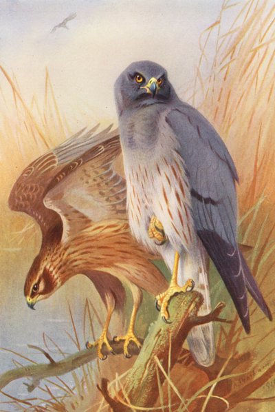 Aguilucho cenizo (macho y hembra) (litografía en color) de Archibald Thorburn