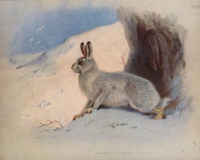 Liebre de Montaña (invierno) de Archibald Thorburn