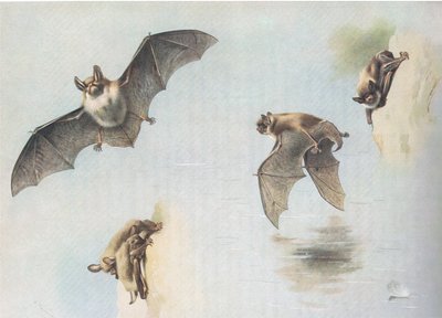 Murciélago de Natterer y murciélago de Daubenton, de Mamíferos de Thorburn publicado por Longmans and Co, c. 1920 de Archibald Thorburn