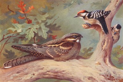 Chotacabras, Pico menor (macho y hembra) (litografía en color) de Archibald Thorburn