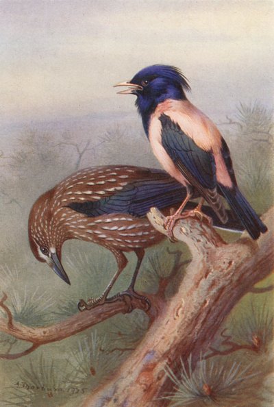 Cascanueces, Estornino pinto (litografía en color) de Archibald Thorburn