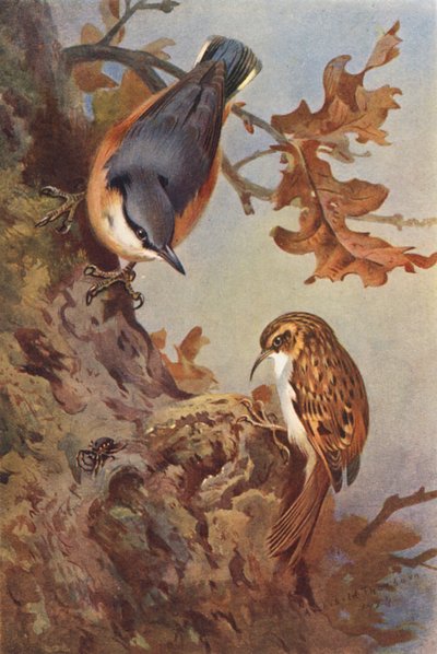 Trepador azul, trepador arbóreo (litografía en color) de Archibald Thorburn