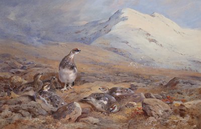 En el suelo de la perdiz blanca (acuarela) de Archibald Thorburn