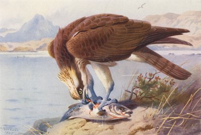 Águila pescadora (litografía en color) de Archibald Thorburn