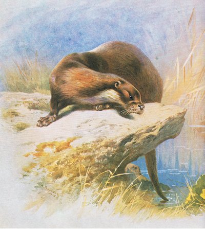 Nutria, pub. por Book Club Associates, 1972 de Archibald Thorburn
