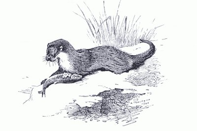 Nutria con pez, de Mamíferos de Thorburn publicado por Longmans and Co, c. 1920 de Archibald Thorburn