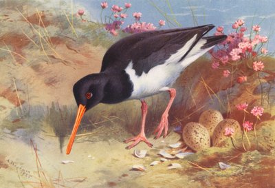 Ostrero (litografía en color) de Archibald Thorburn