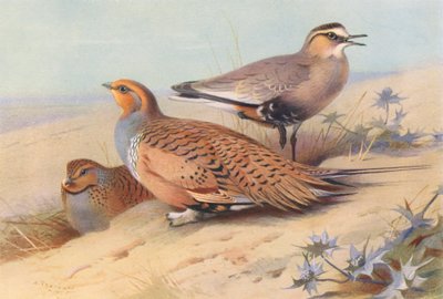 Ganga de Pallas (macho y hembra), Chorlitejo sociable (litografía en color) de Archibald Thorburn