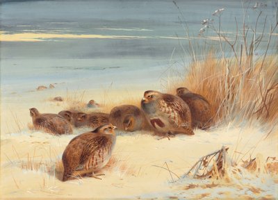 Perdiz en una mañana helada de Archibald Thorburn