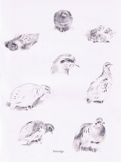 Perdices de Archibald Thorburn