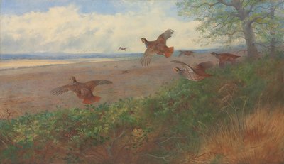 Perdices en vuelo de Archibald Thorburn