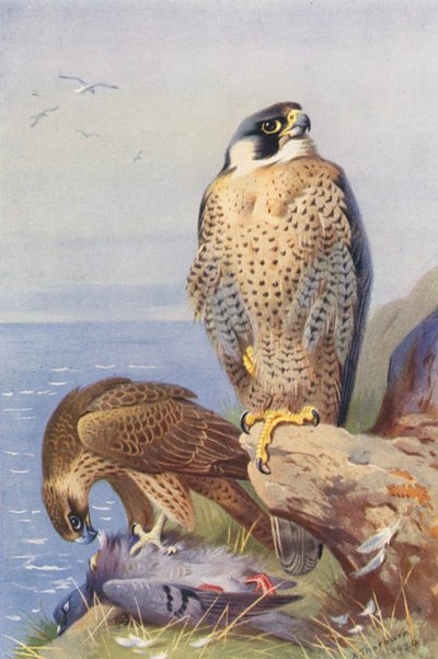 Halcón peregrino (litografía en color) de Archibald Thorburn