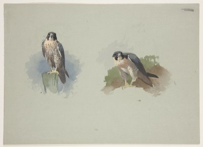 Halcón peregrino macho, c.1915 de Archibald Thorburn