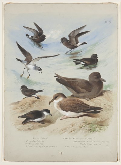 Petreles, c.1915 de Archibald Thorburn