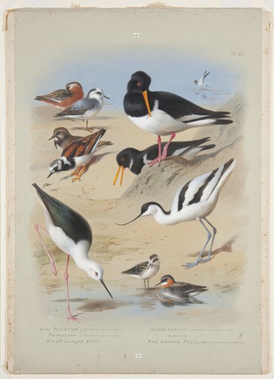 Falaropos, ostrero, avoceta, vuelvepiedras y zancudo, c.1915 de Archibald Thorburn