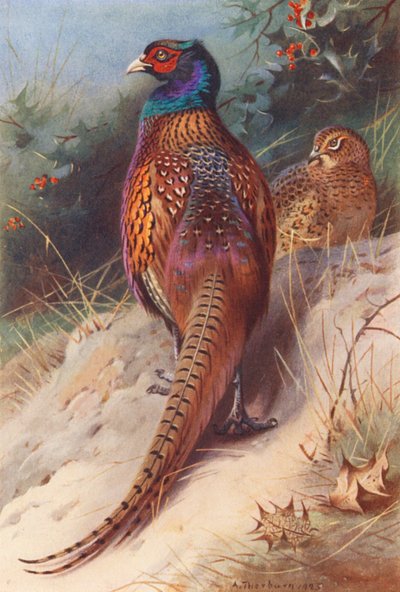 Faisán (macho y hembra) (litografía en color) de Archibald Thorburn