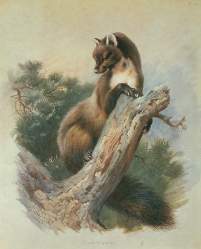 Martín pescador de Archibald Thorburn