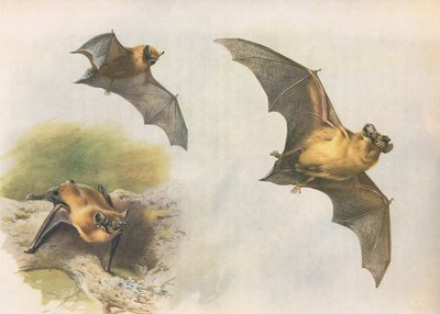 Murciélago común o Pipistrelle, de Mamíferos de Thorburn publicado por Longmans and Co, c. 1920 de Archibald Thorburn