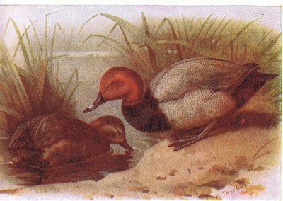 Porrón de Archibald Thorburn