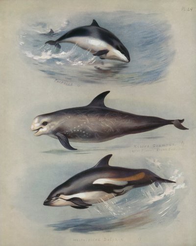 Marsopa, Delfín de Risso, Delfín de Lados Blancos de Archibald Thorburn