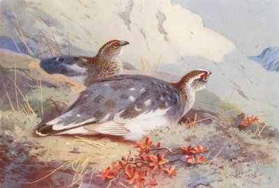 Perdiz nórdica (macho y hembra, otoño) (litografía en color) de Archibald Thorburn