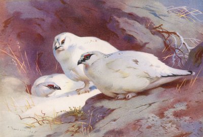 Perdiz nórdica (macho y hembra, invierno) (litografía en color) de Archibald Thorburn