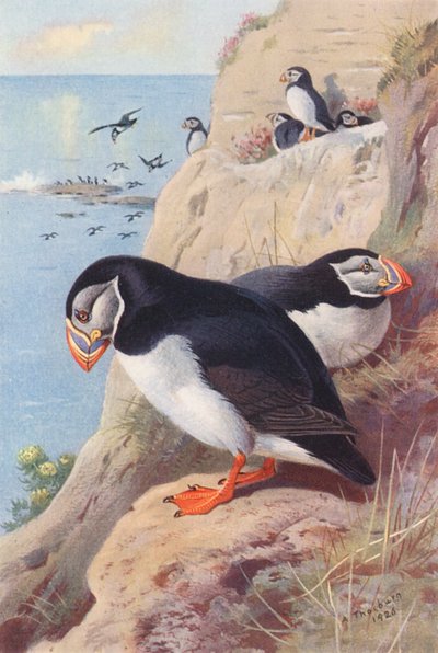 Puffin (litografía en color) de Archibald Thorburn
