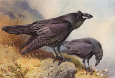 Raven (litografía en color) de Archibald Thorburn